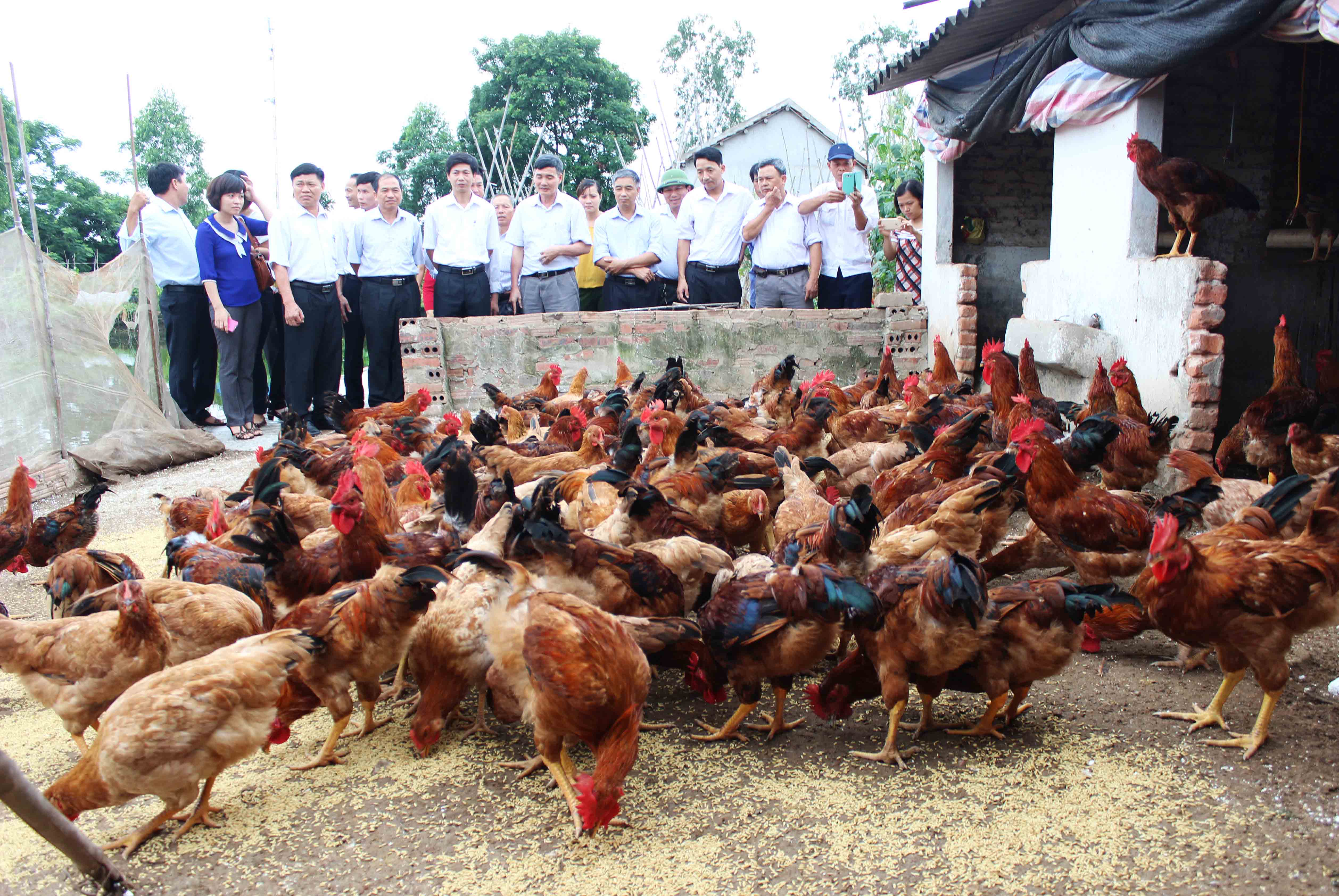 Nuôi gà J-DABACO theo hướng hàng hóa trên địa bàn huyện Nam Sách cho hiệu quả kinh tế cao